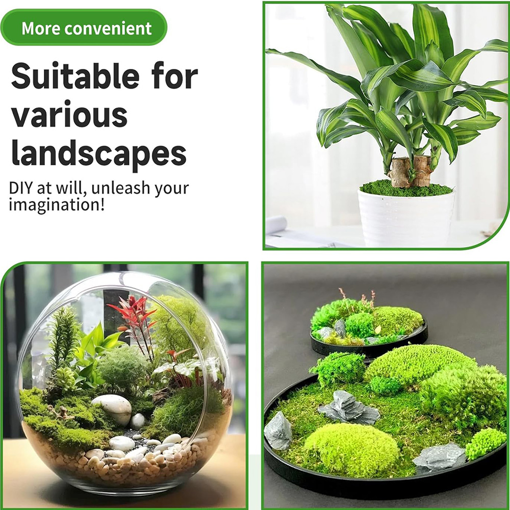 Eternal Life Moss DIY Crafts G - Sphagnum Moss Dry ulasan dan harga