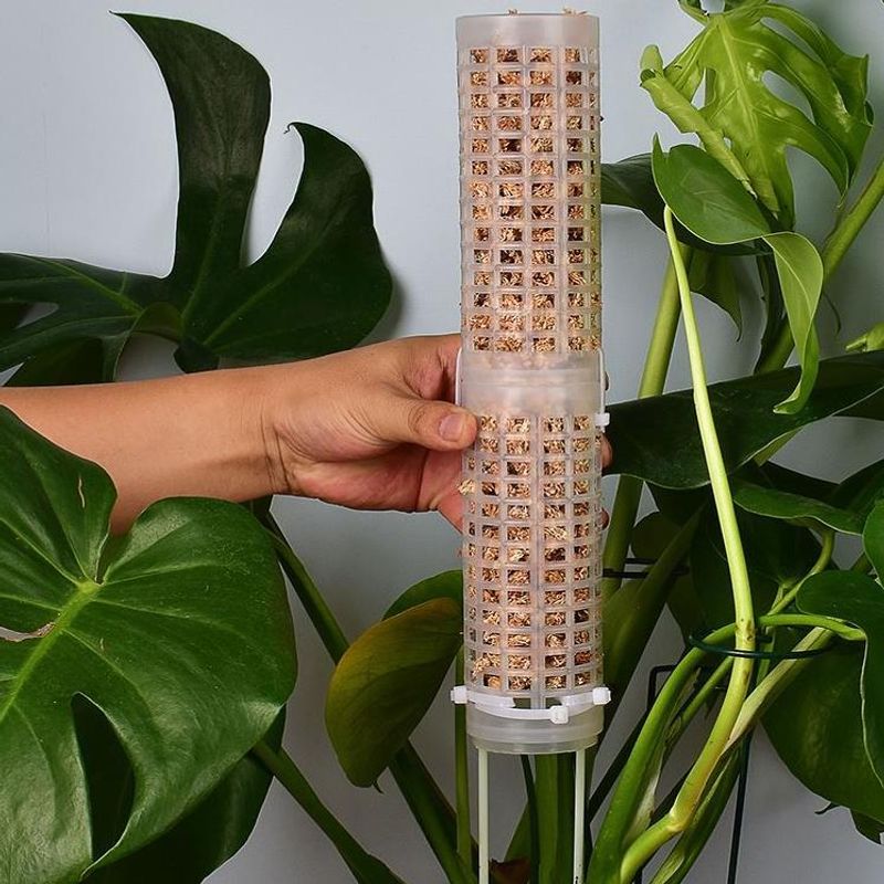 Sphagnum Moss Pole for Orchid  - Sphagnum Moss Dry ulasan dan harga
